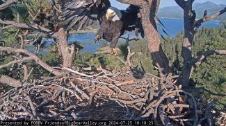 Eagle Update Pictures