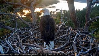 Eagle Update Pictures