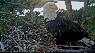 Eagle Update Pictures