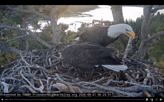 Eagle Update Pictures