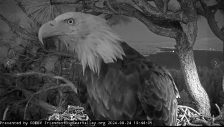 Eagle Update Pictures